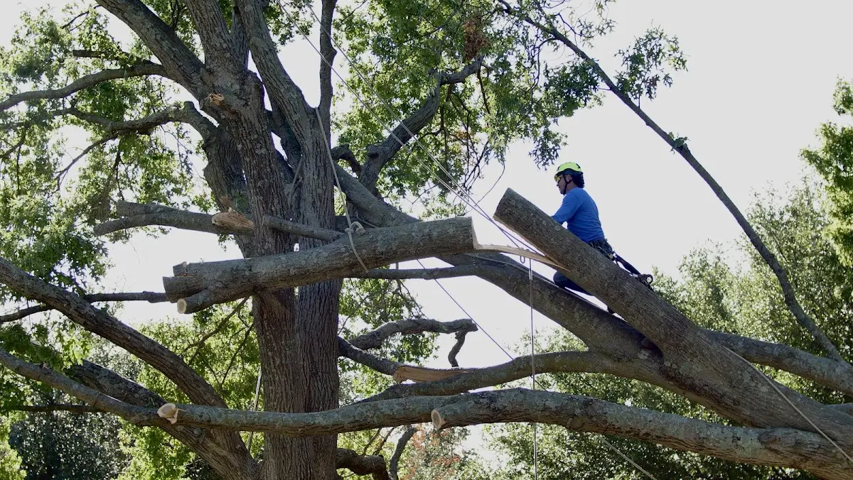Professional Crown Thinning performed by certified arborists in Crowley