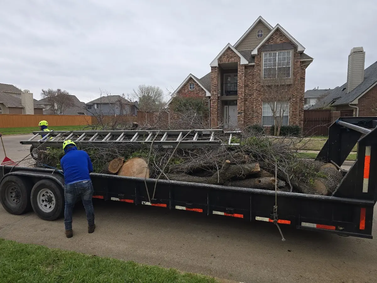 Expert Deadwooding with proper safety equipment in Crowley